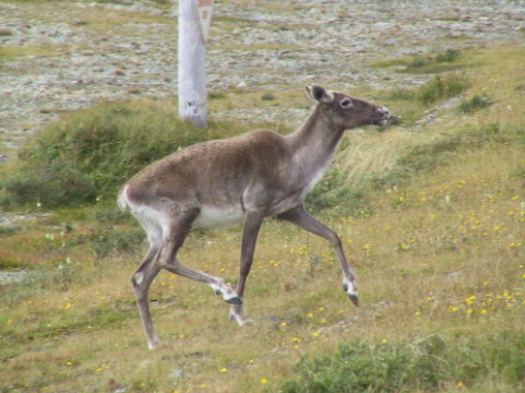 migrating caribou come to the roadside