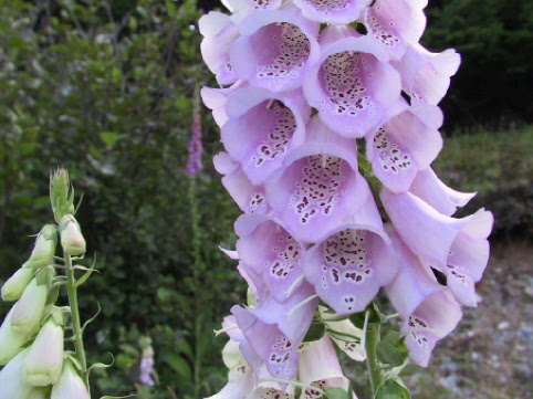 Foxglove had medicinal uses for early settlers