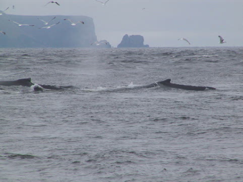 Whales at St. Vincent's Beach 